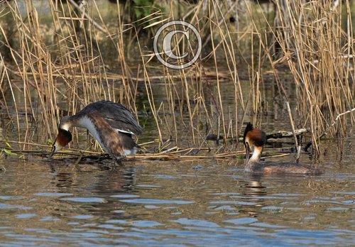   Great Crested Grebs DM1705